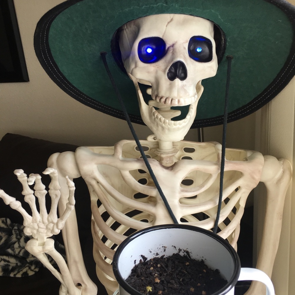 Meet your Posher, Jeanette